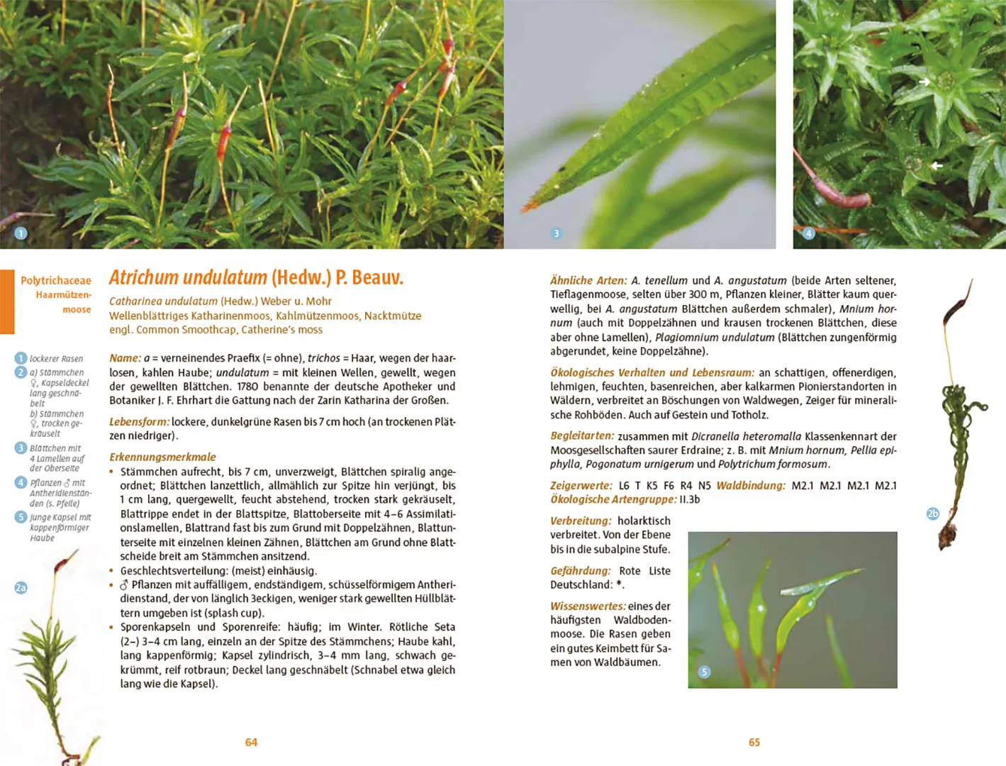 Sample Content (Image) Moose des Waldbodens