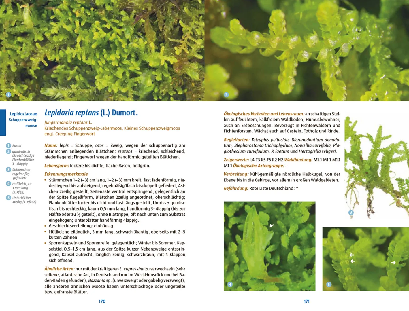 Sample Content (Image) Moose des Waldbodens