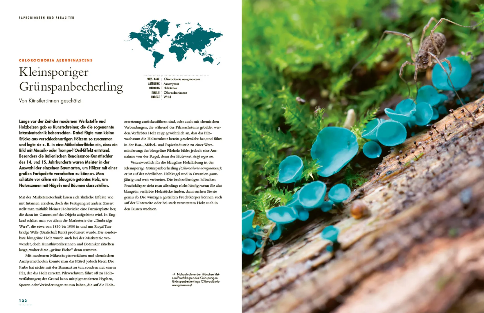 Sample Content (Image) Pilze