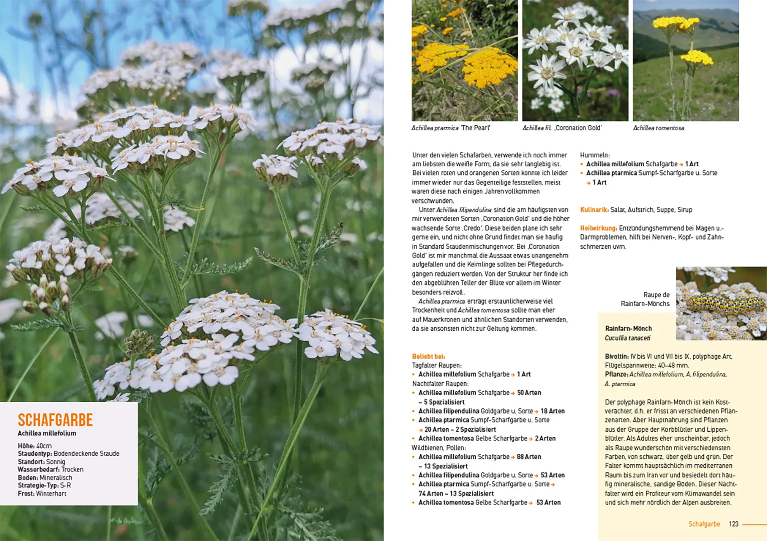 Sample Content (Image) Klimastarke Stauden