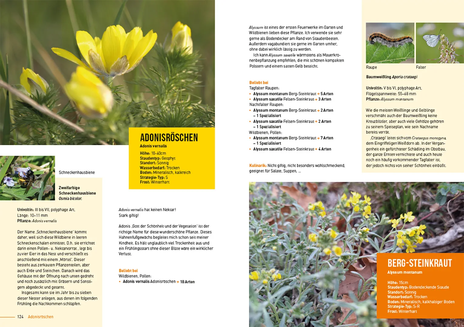 Sample Content (Image) Klimastarke Stauden