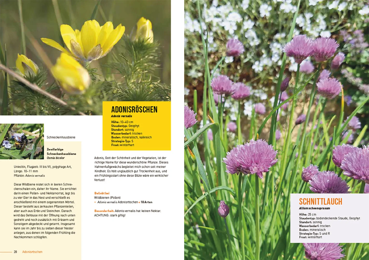 Sample Content (Image) Klimastarke Stauden