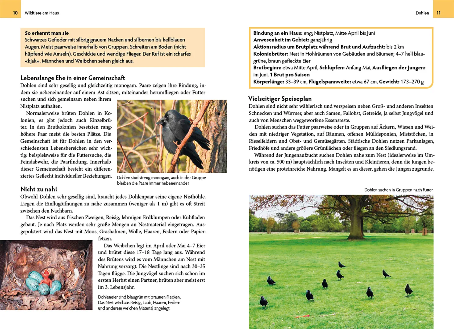 Sample Content (Image) Wildtiere am Haus