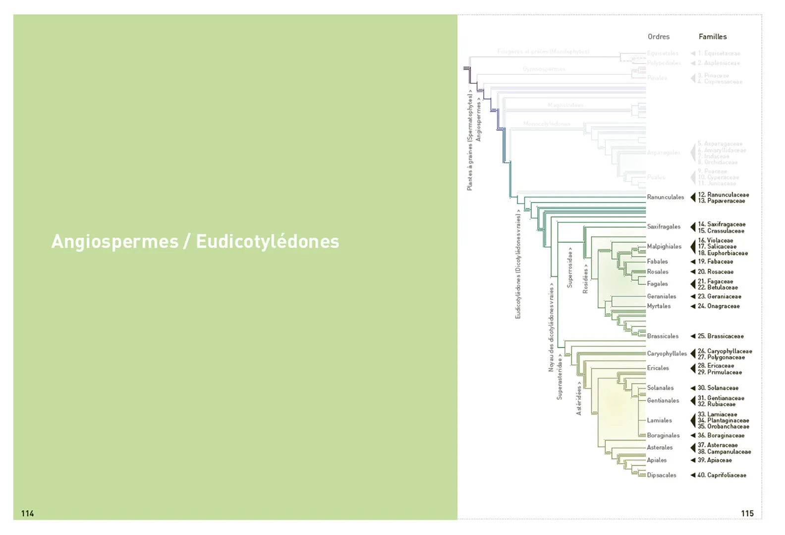 Sample Content (Image) Connaissances botaniques de base en un coup d'oeil