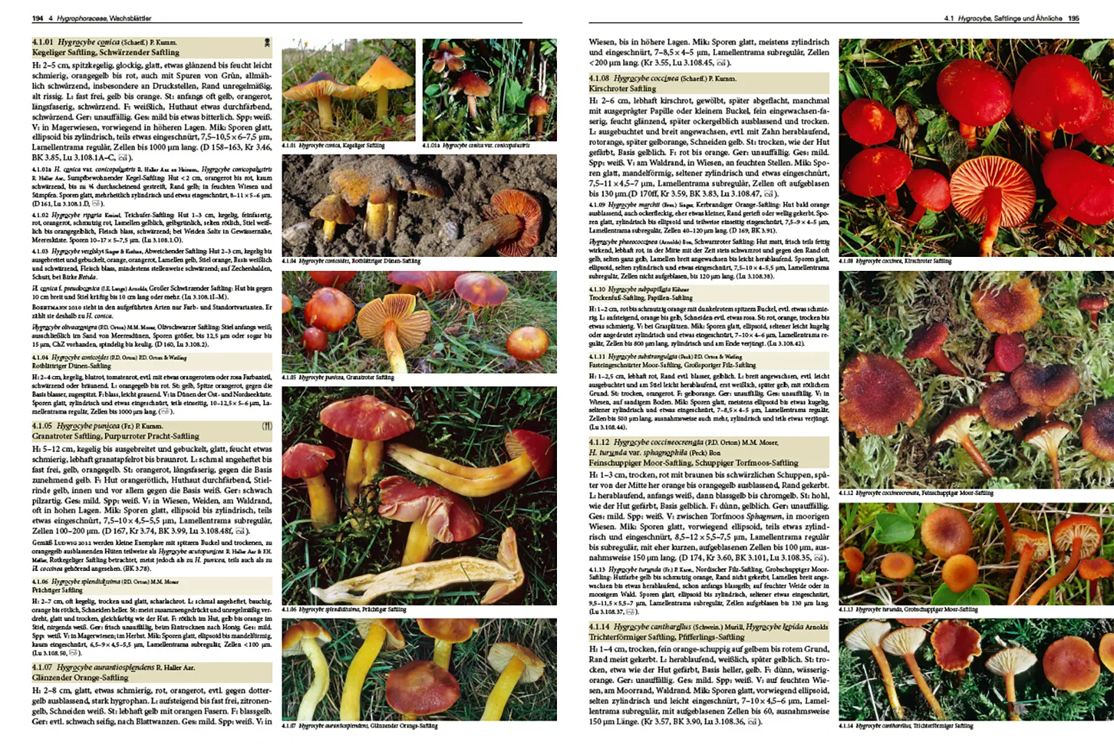 Sample Content (Image) Pilze Mitteleuropas