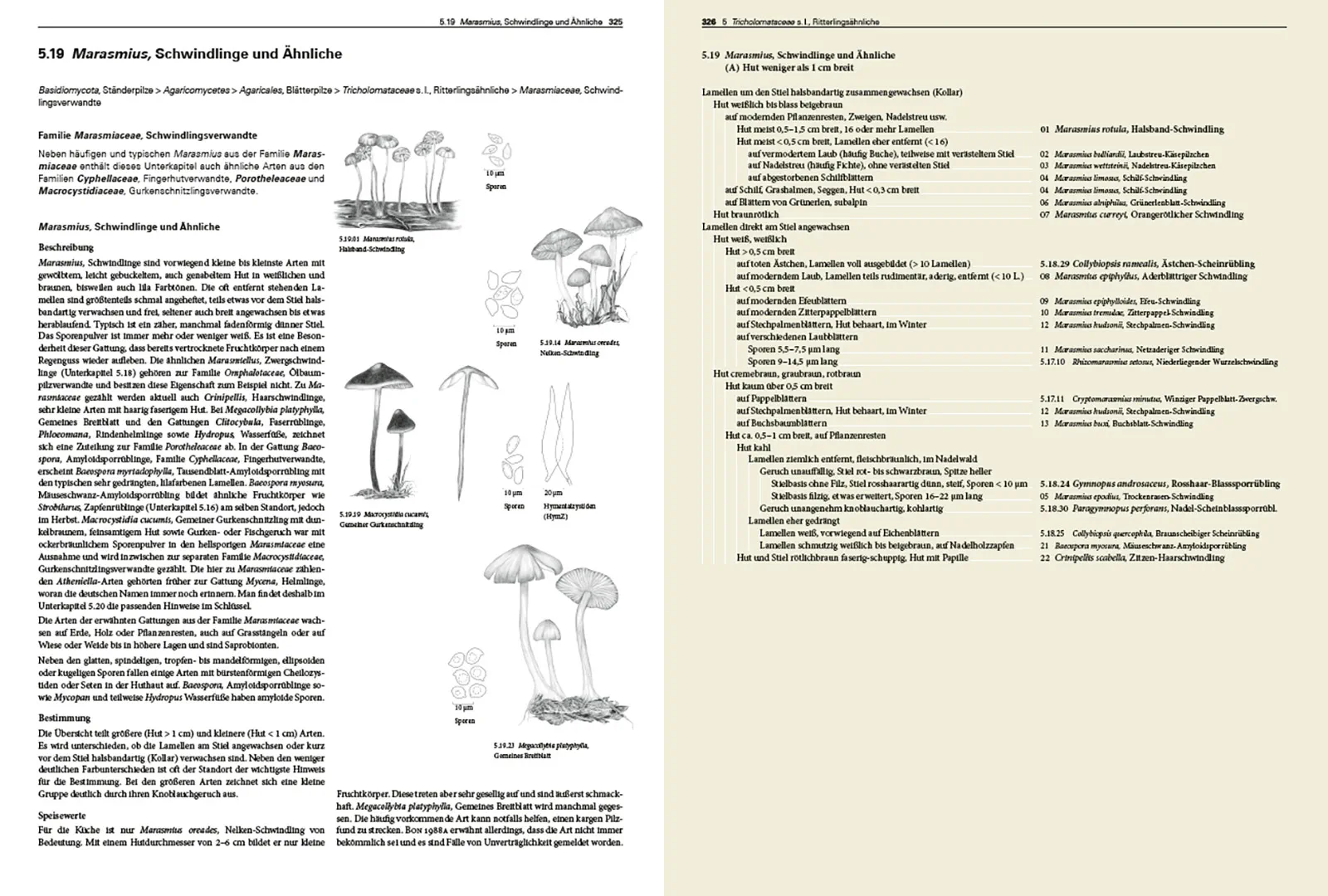 Sample Content (Image) Pilze Mitteleuropas