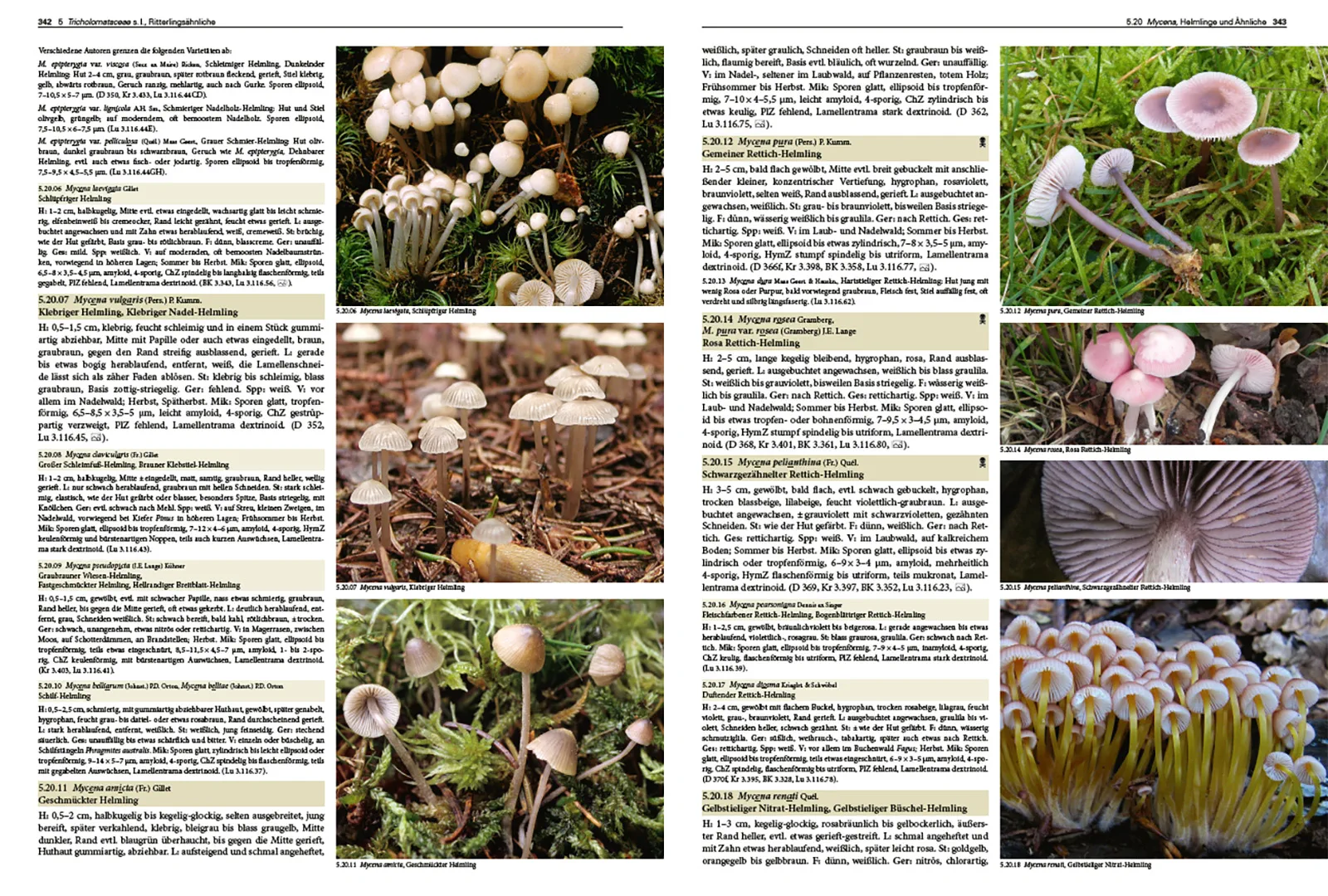 Sample Content (Image) Pilze Mitteleuropas