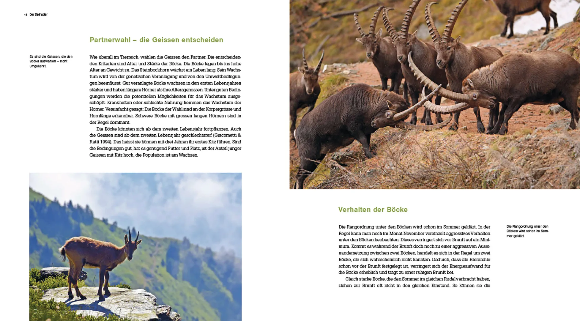 Sample Content (Image) Der Steinbock