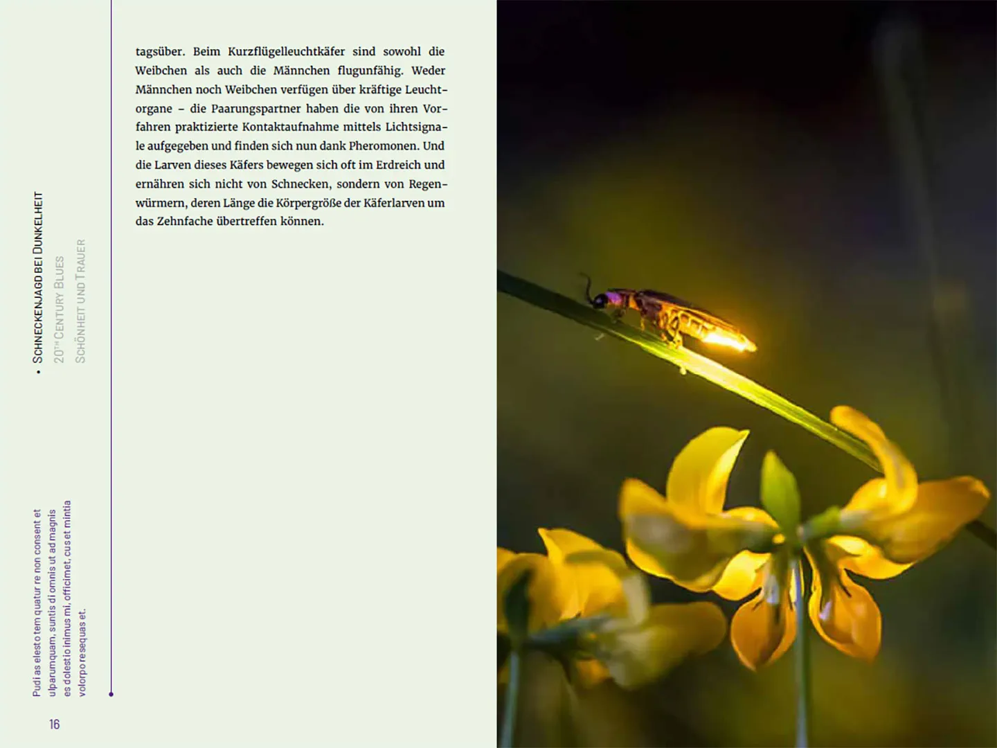 Sample Content (Image) Glühwürmchen