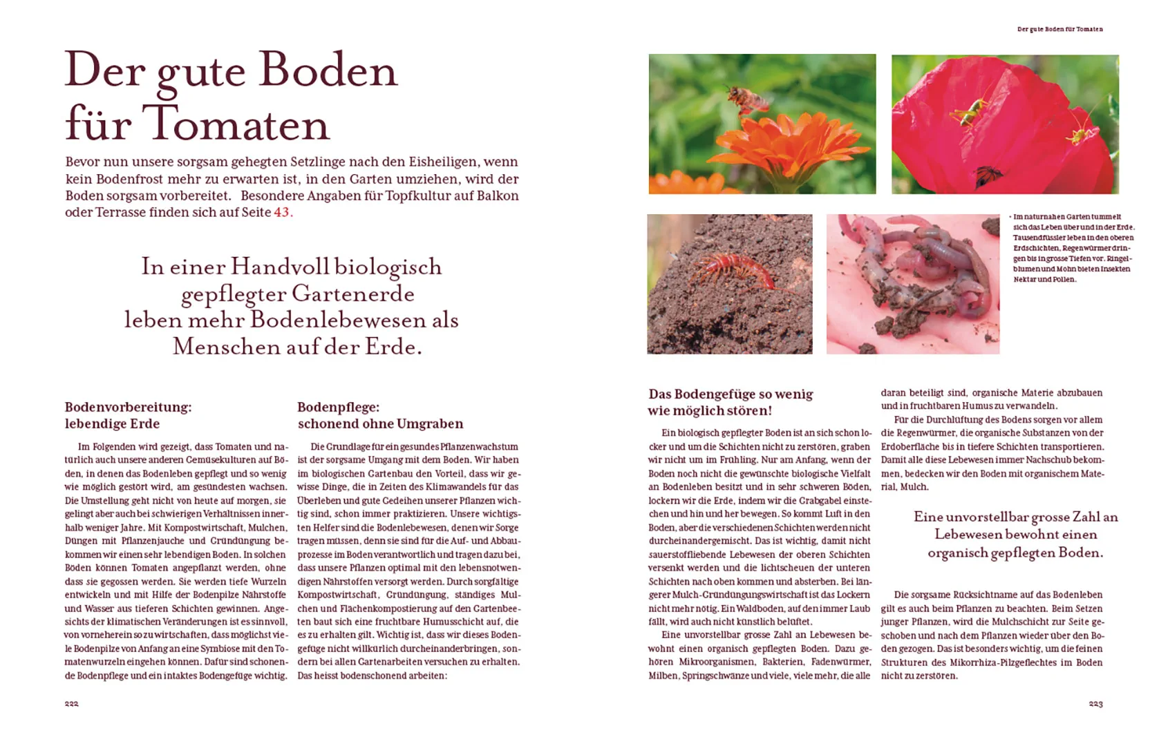 Sample Content (Image) Tomatenglück