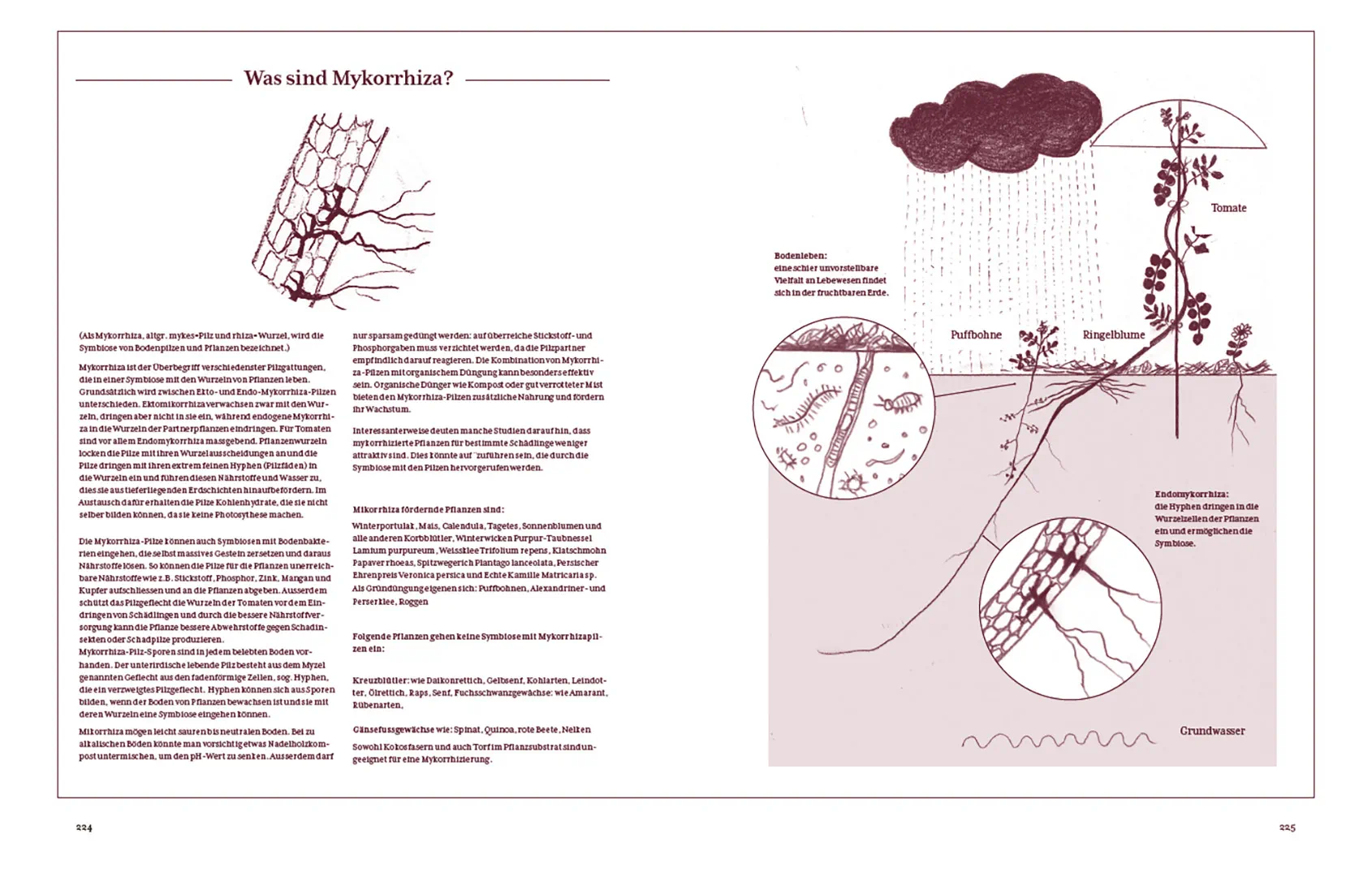 Sample Content (Image) Tomatenglück