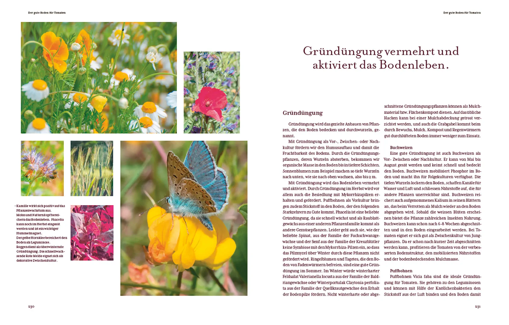 Sample Content (Image) Tomatenglück