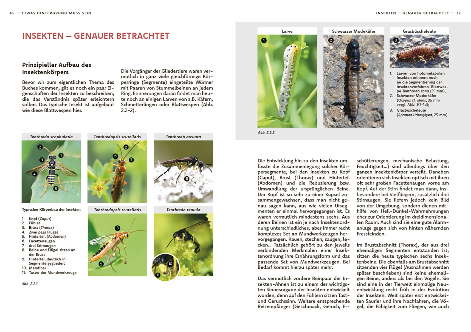 Sample Content (Image) Wildbienen haben es auch nicht leicht