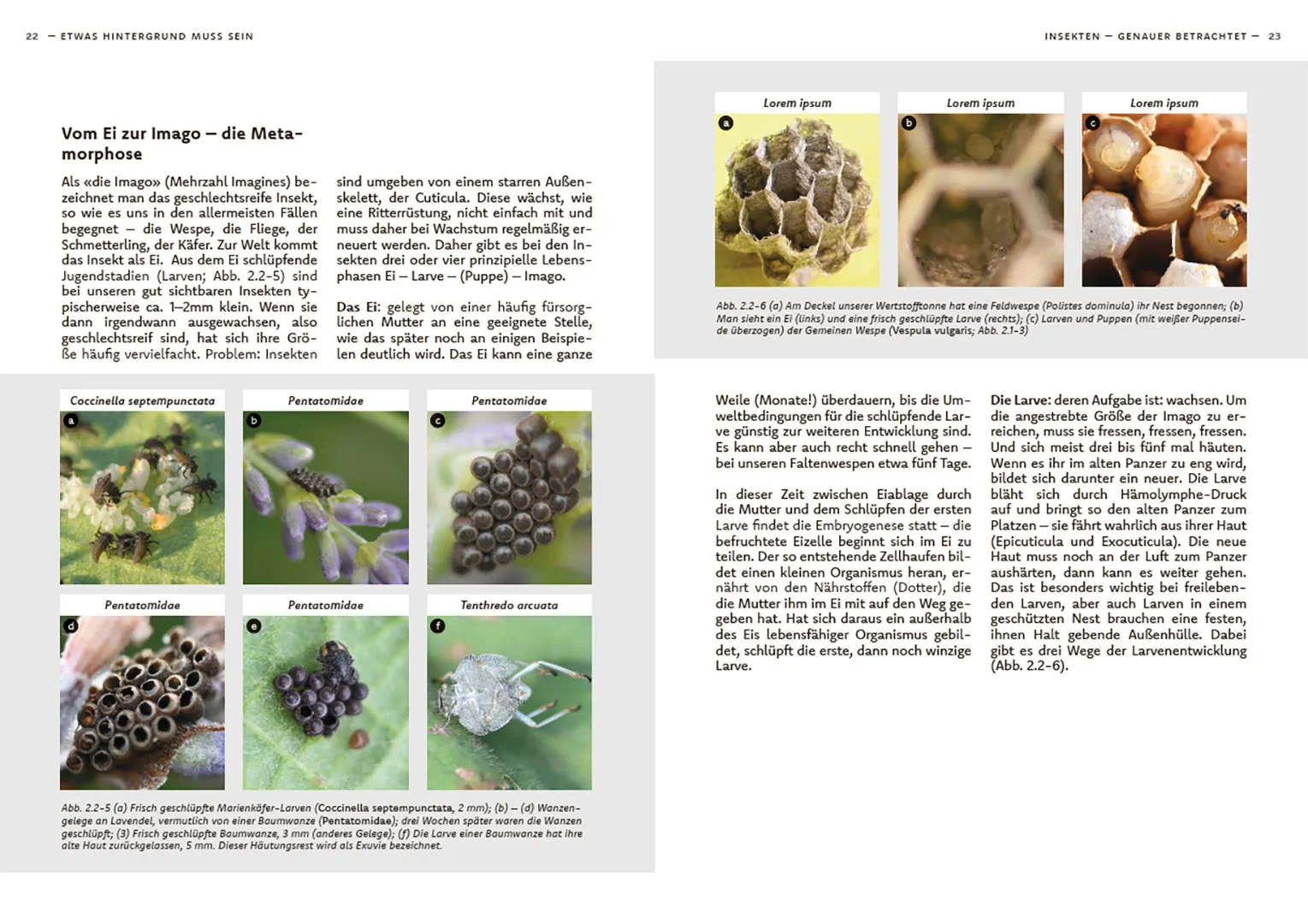 Sample Content (Image) Wildbienen haben es auch nicht leicht