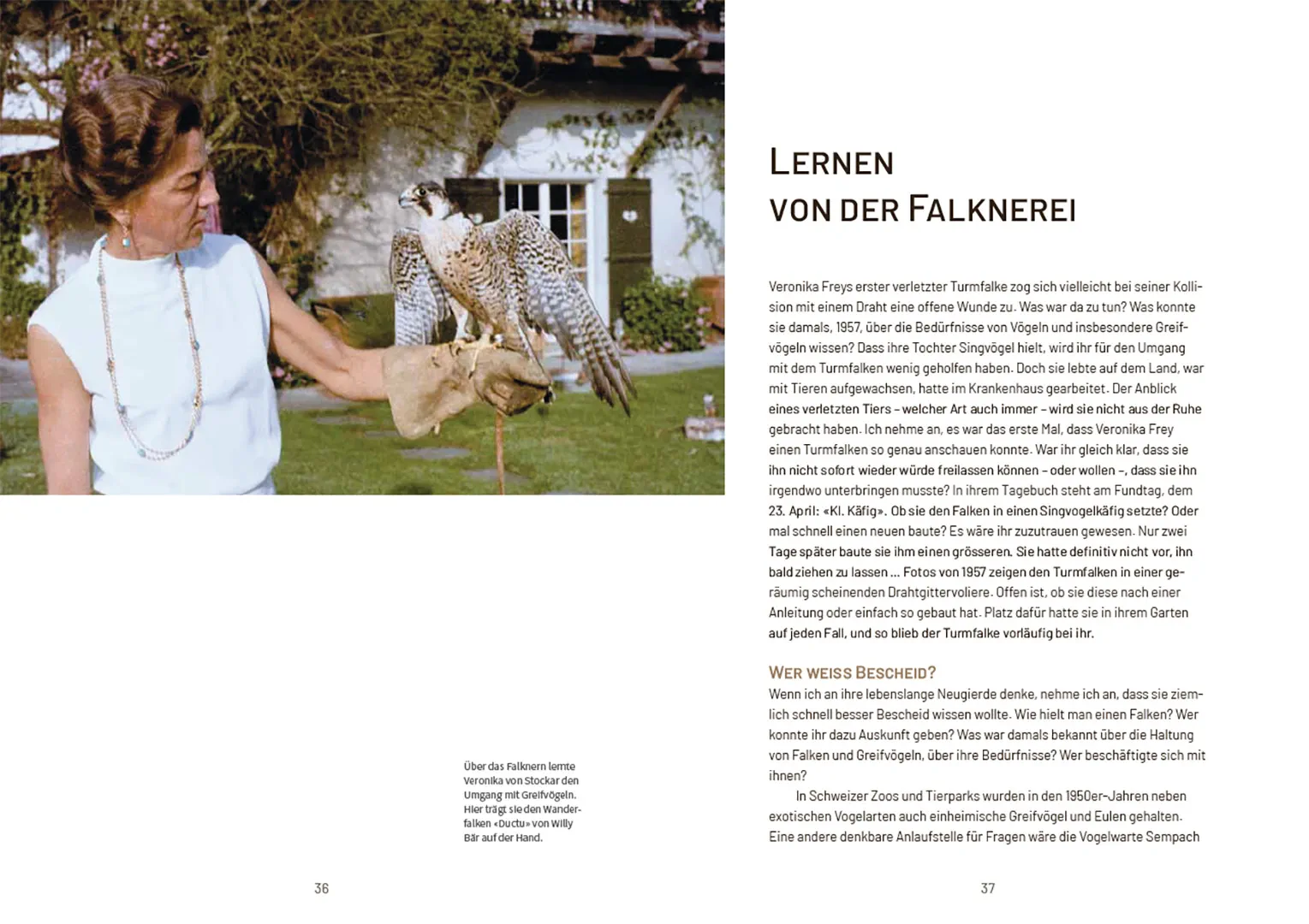 Sample Content (Image) Nachmittags regnet es Bussarde