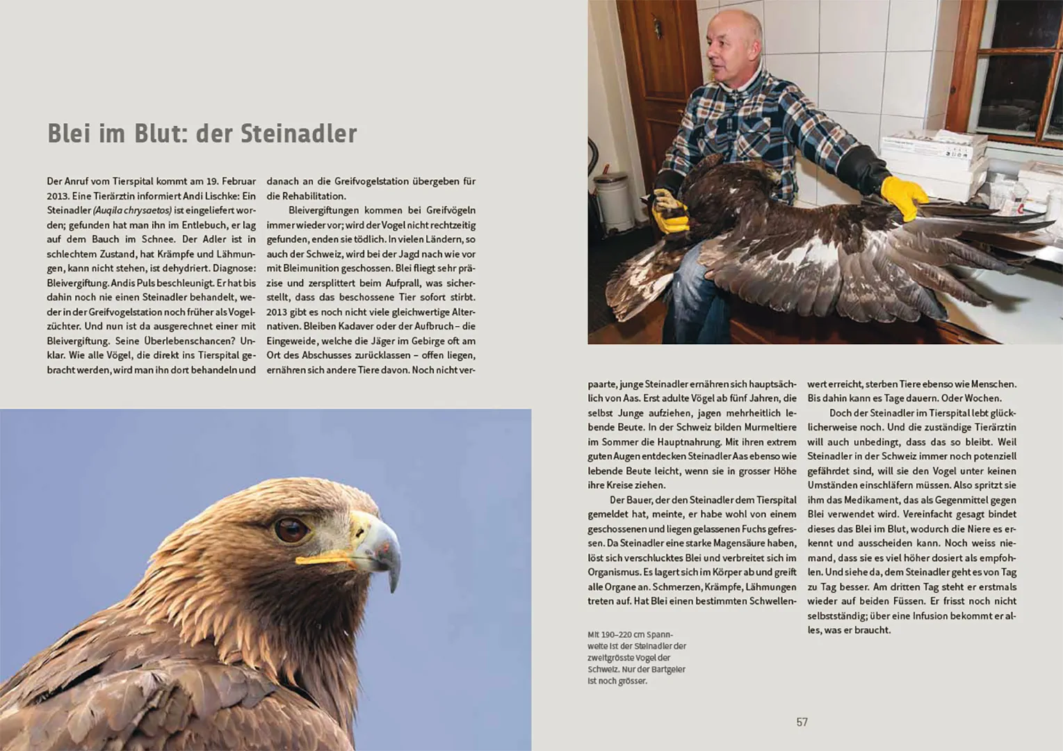 Sample Content (Image) Nachmittags regnet es Bussarde