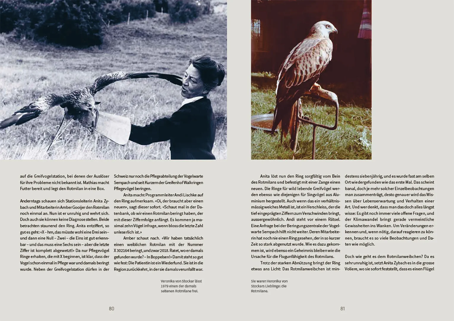 Sample Content (Image) Nachmittags regnet es Bussarde