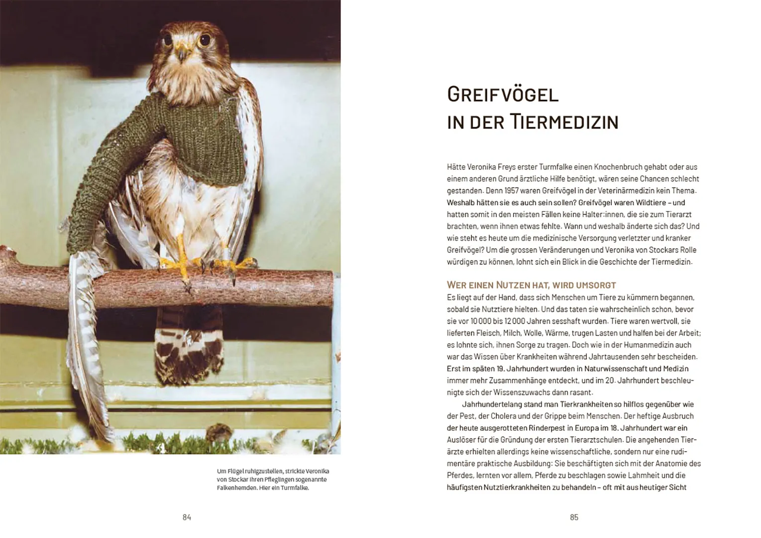 Sample Content (Image) Nachmittags regnet es Bussarde