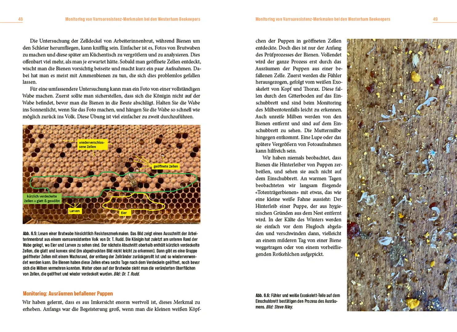 Sample Content (Image) Die Lösung der Honigbiene für das Varroa-Problem