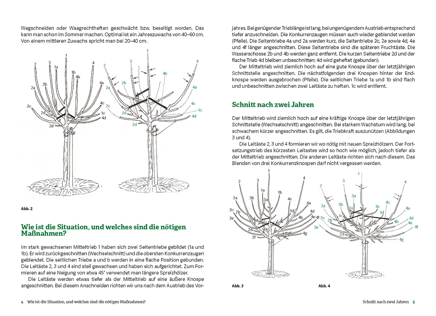 Sample Content (Image) Obstbaumschnitt nach dem Oeschberg-Prinzip