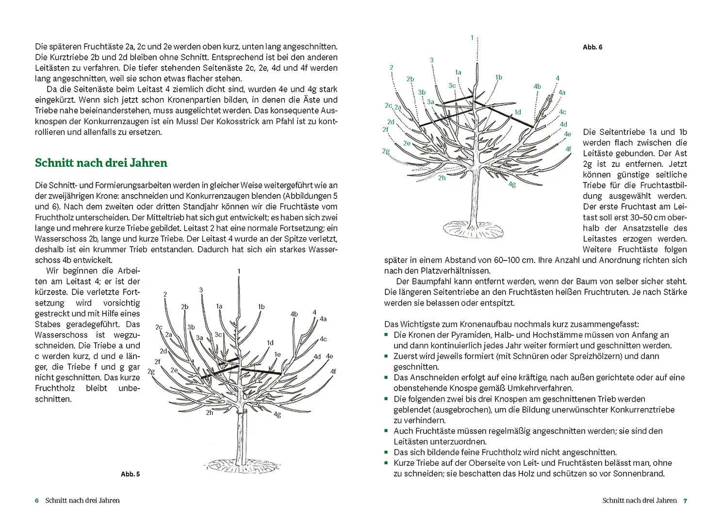 Sample Content (Image) Obstbaumschnitt nach dem Oeschberg-Prinzip