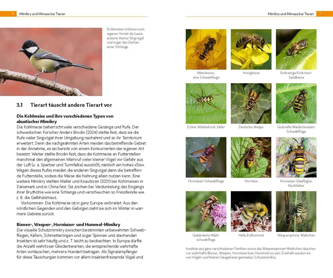 Sample Content (Image) Mimikry – tricksen und täuschen in der Natur