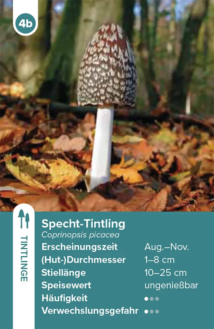Sample Content (Image) Einheimische Pilze – das Quartett-Spiel