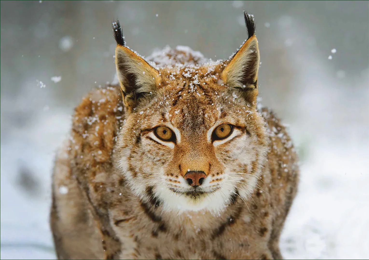 Beispielinhalt (Bild) Luchs – Puzzle