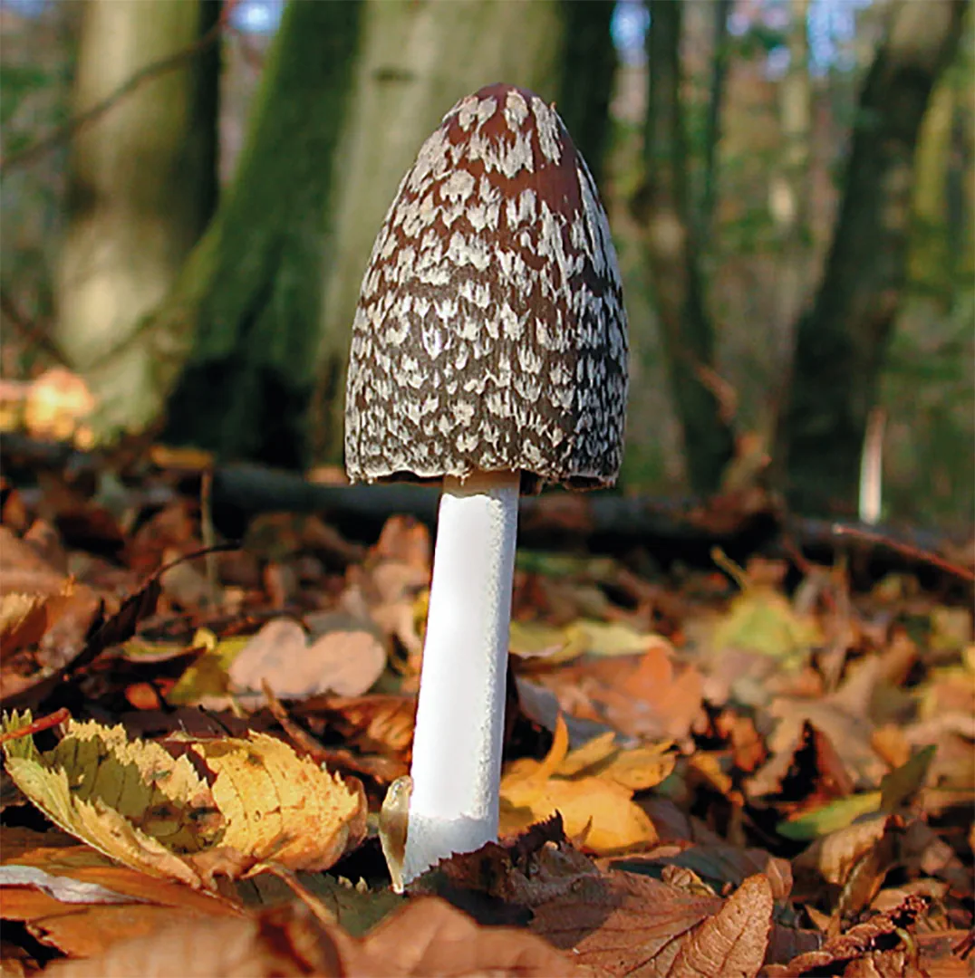 Beispielinhalt (Bild) Einheimische Pilze – das Memo-Spiel