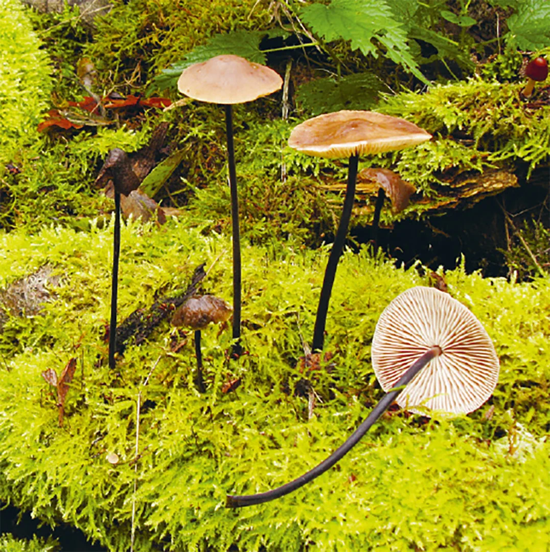 Beispielinhalt (Bild) Einheimische Pilze – das Memo-Spiel