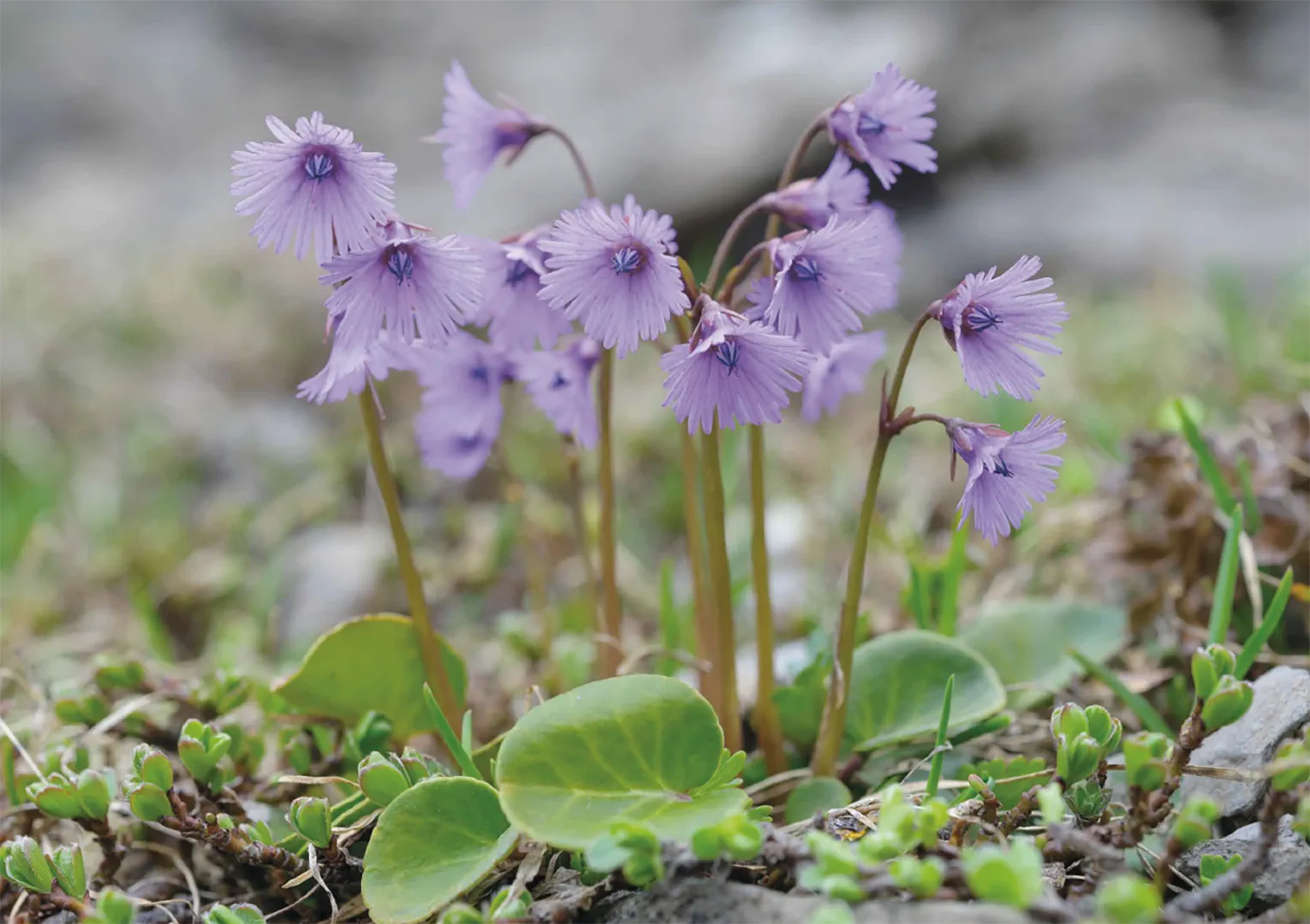 Beispielinhalt (Bild) Alpen-Soldanelle – Puzzle