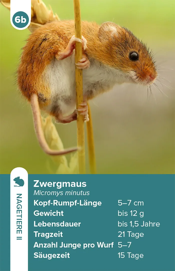 Beispielinhalt (Bild) Einheimische Säugetiere – das Quartett-Spiel