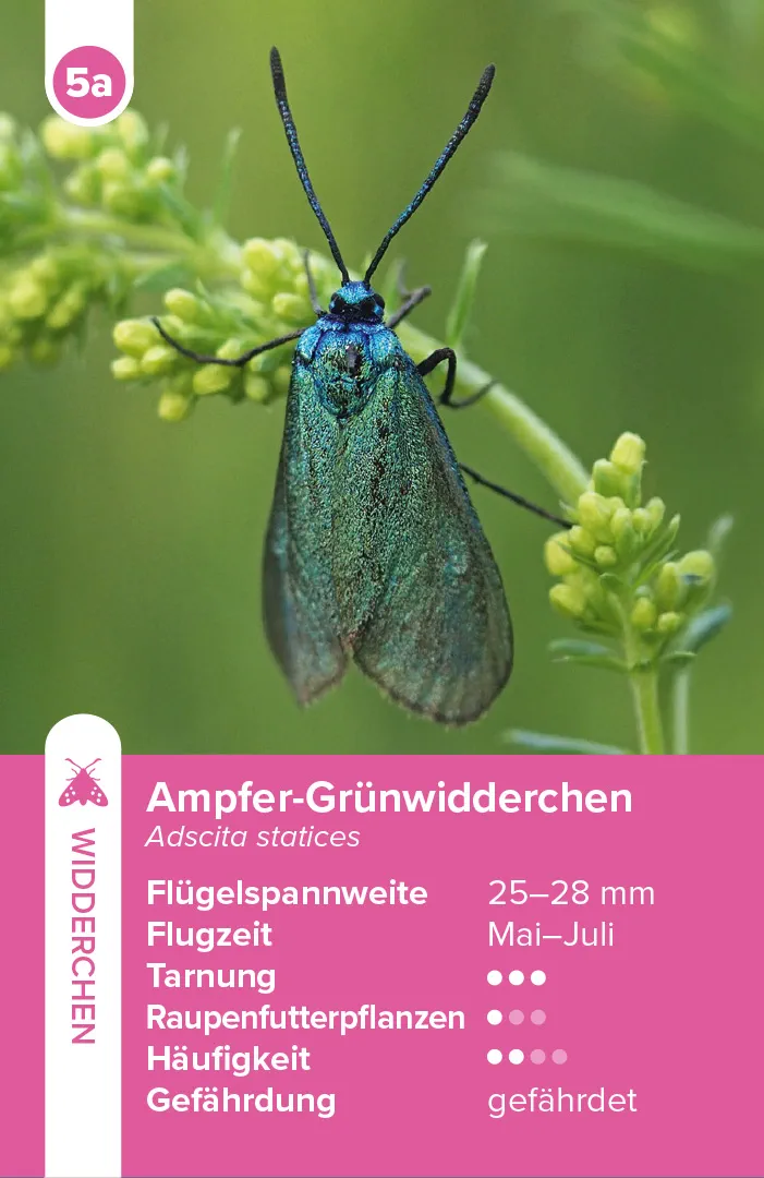 Beispielinhalt (Bild) Einheimische Schmetterlinge – das Quartett-Spiel
