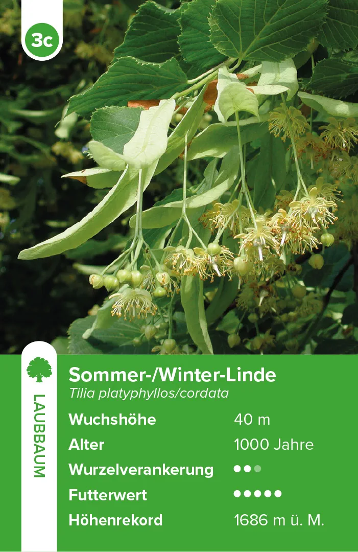 Beispielinhalt (Bild) Bäume – das Quartett-Spiel
