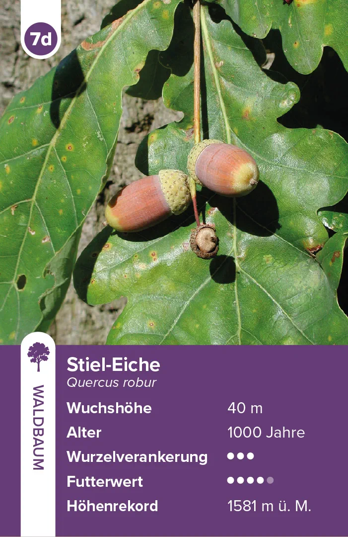 Beispielinhalt (Bild) Bäume – das Quartett-Spiel