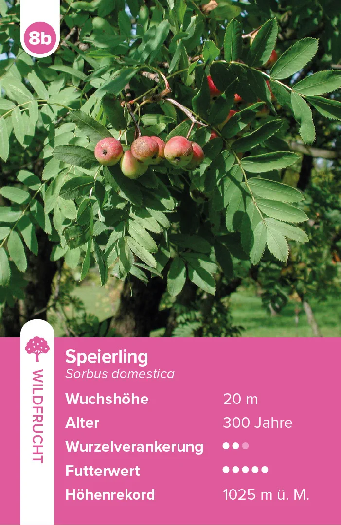 Beispielinhalt (Bild) Bäume – das Quartett-Spiel