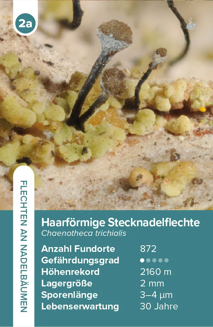 Beispielinhalt (Bild) Flechten – das Quartett-Spiel