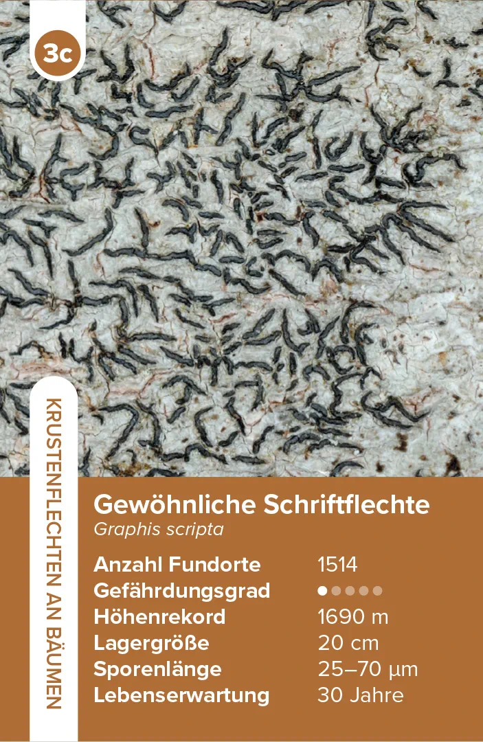 Beispielinhalt (Bild) Flechten – das Quartett-Spiel