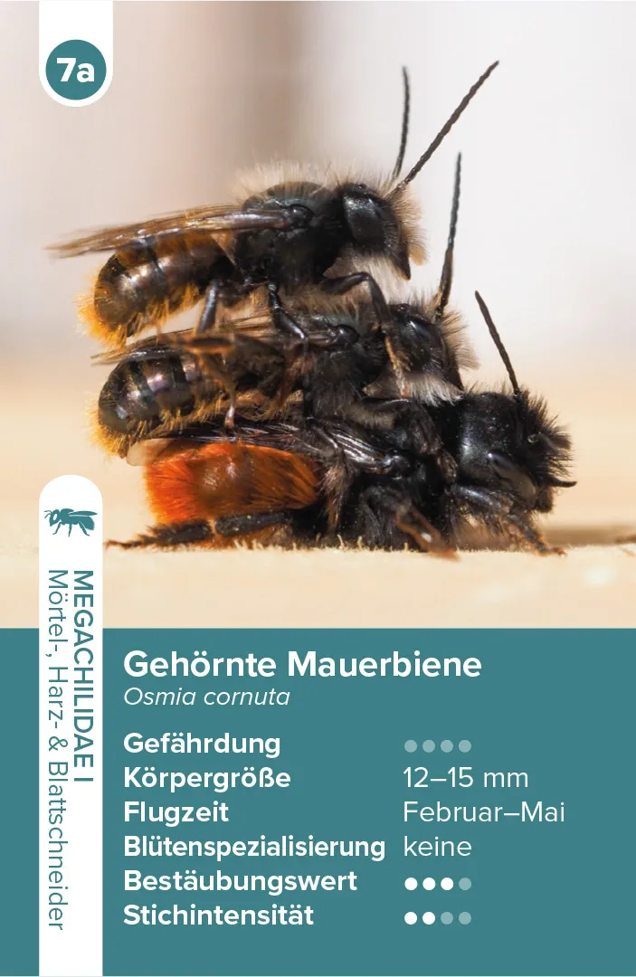 Beispielinhalt (Bild) Wildbienen – das Quartett-Spiel