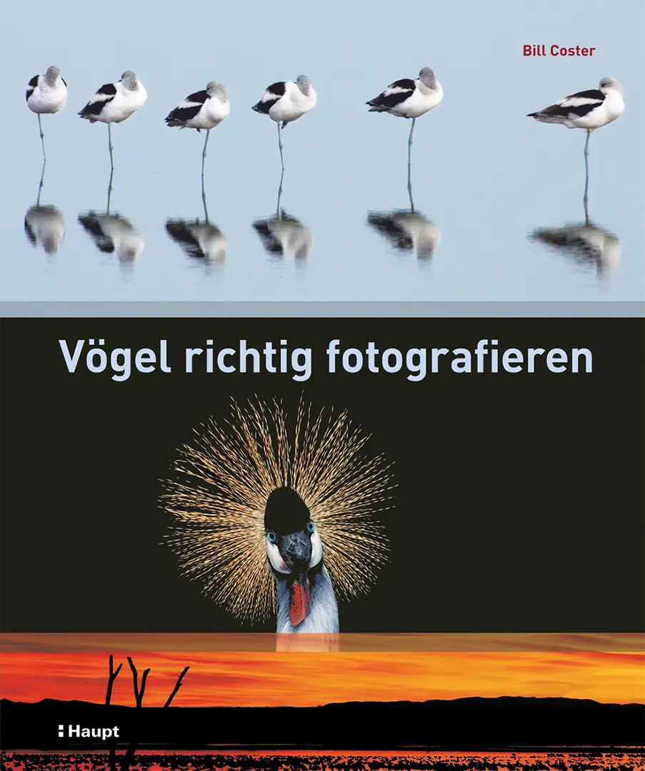 Vorderes Coverbild Vögel richtig fotografieren