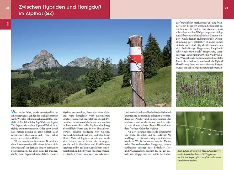 Beispielinhalt (Bild) Orchideenwanderungen