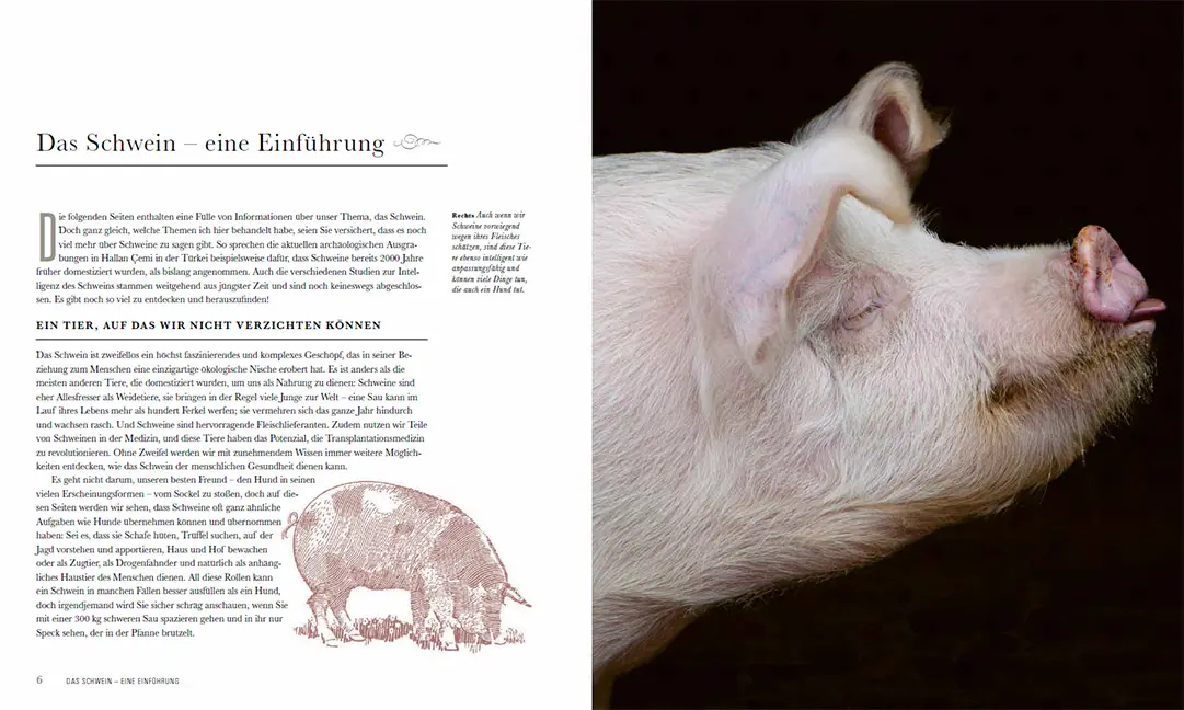 Beispielinhalt (Bild) Das Schwein