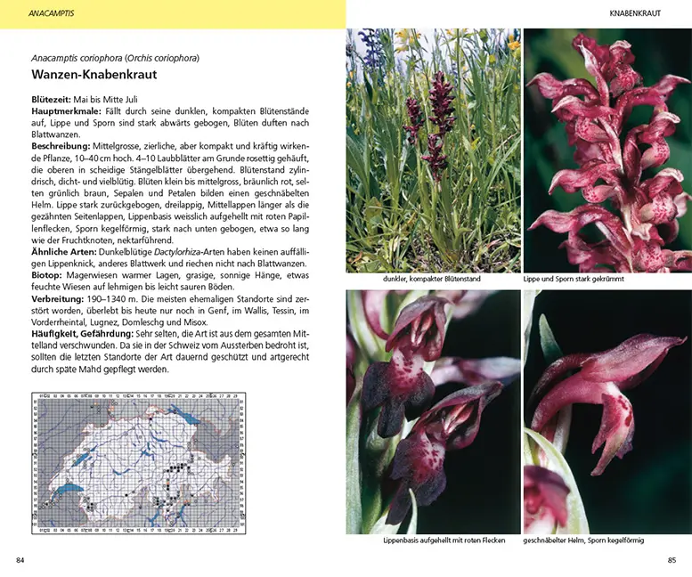 Beispielinhalt (Bild) Die Orchideen der Schweiz