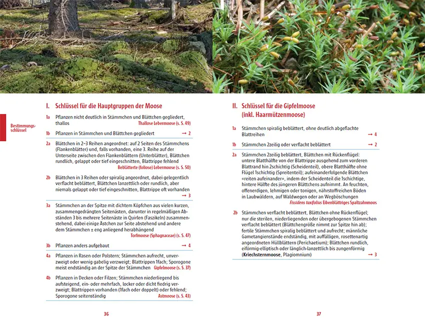 Beispielinhalt (Bild) Moose des Waldbodens