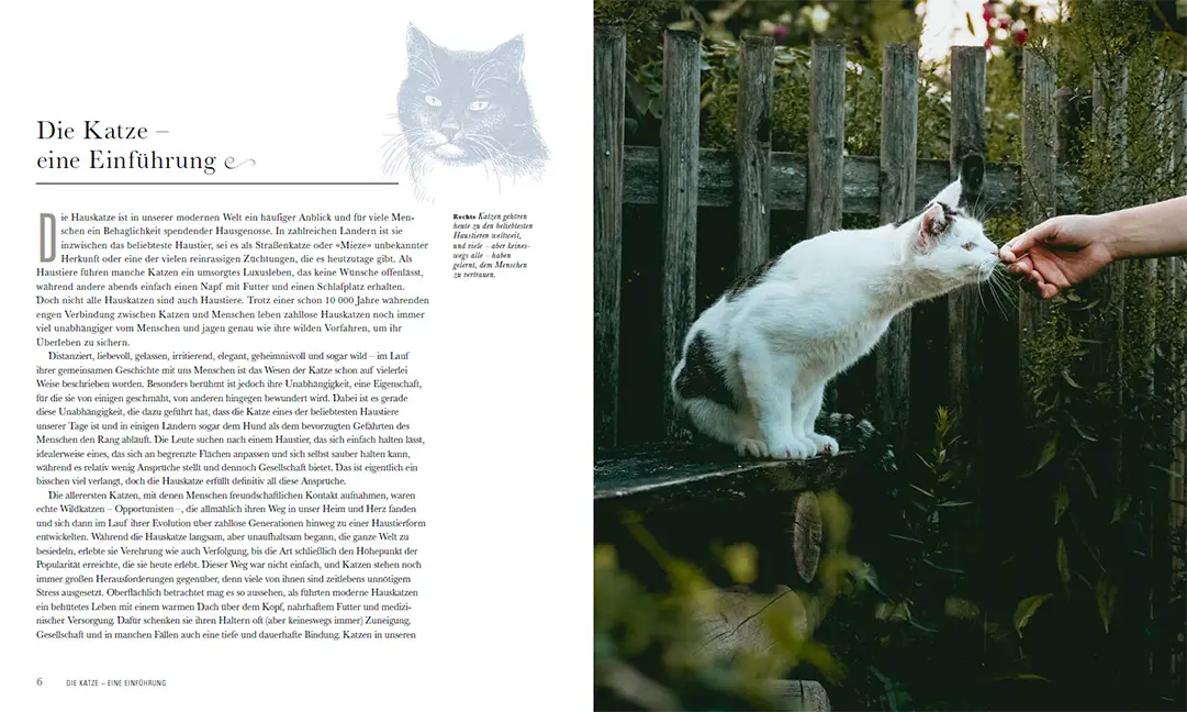Beispielinhalt (Bild) Die Katze