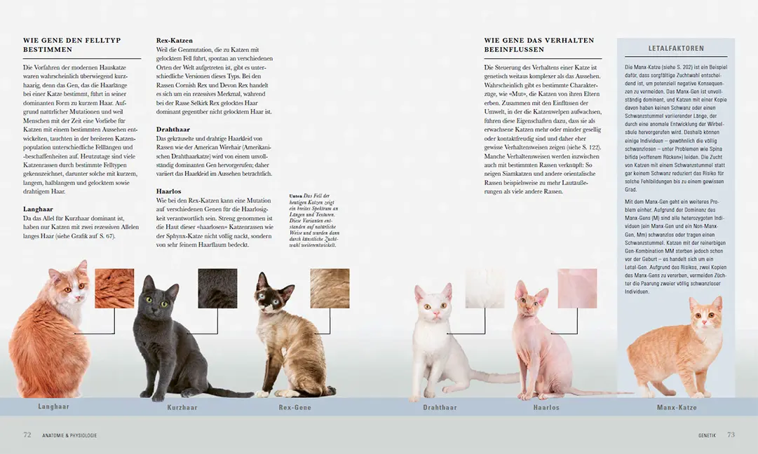Beispielinhalt (Bild) Die Katze