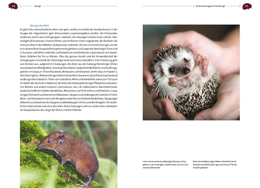 Beispielinhalt (Bild) Der Igel – Nachbar und Wildtier