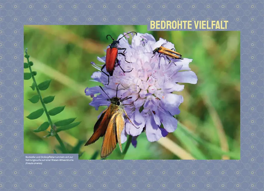 Beispielinhalt (Bild) Wildbienen in der Stadt
