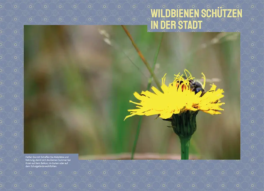 Beispielinhalt (Bild) Wildbienen in der Stadt