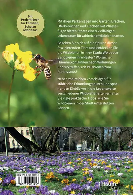 Beispielinhalt (Bild) Wildbienen in der Stadt